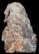 Really Nice Jurassic Petrified Wood Slab - Henry Mountain #38559-1